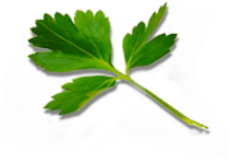 Coriander_Leaf Coriander_Leaf